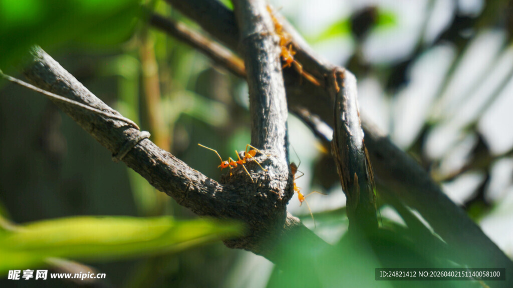 树枝上忙碌的蚂蚁