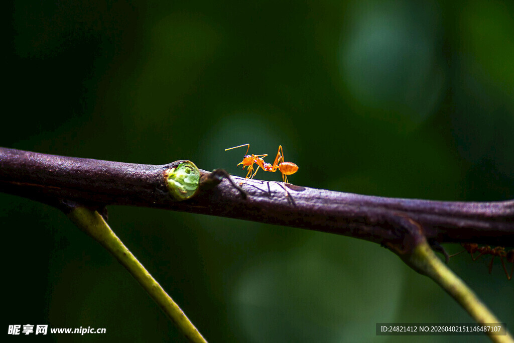 树枝上的蚂蚁与绿色小虫