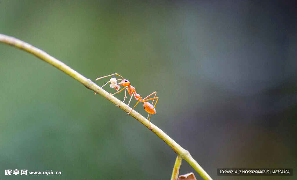 草茎上停歇的精致小昆虫