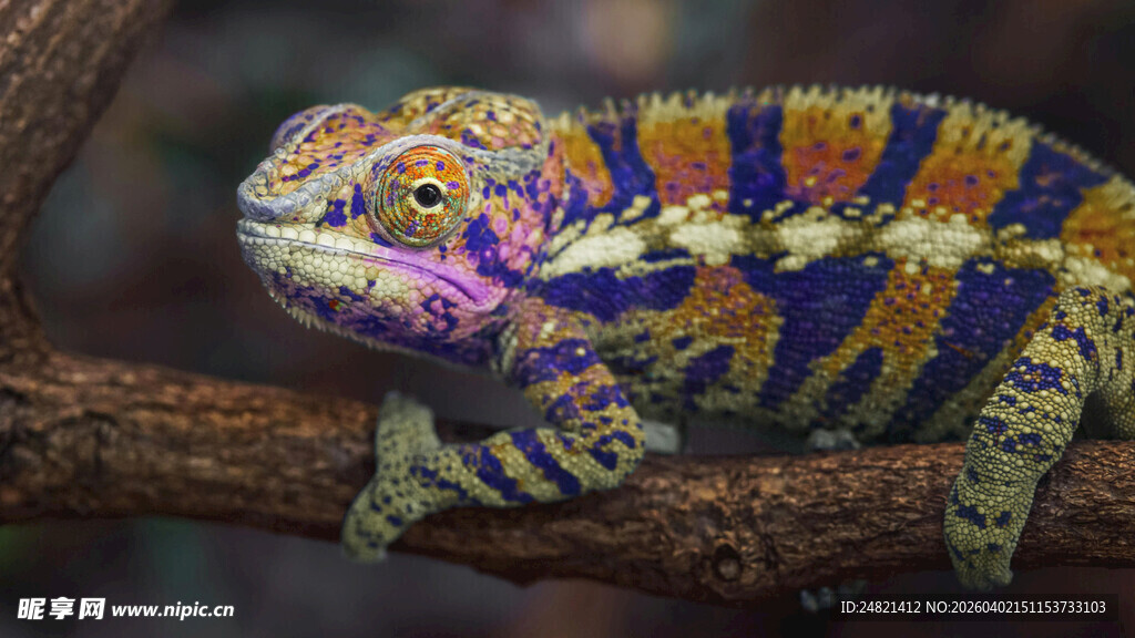 多彩变色龙栖息于树枝间