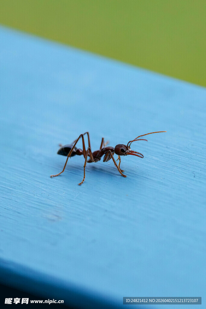 蓝色表面上的一只蚂蚁