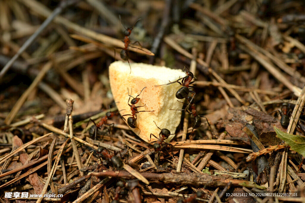 林间破土而出的小蘑菇