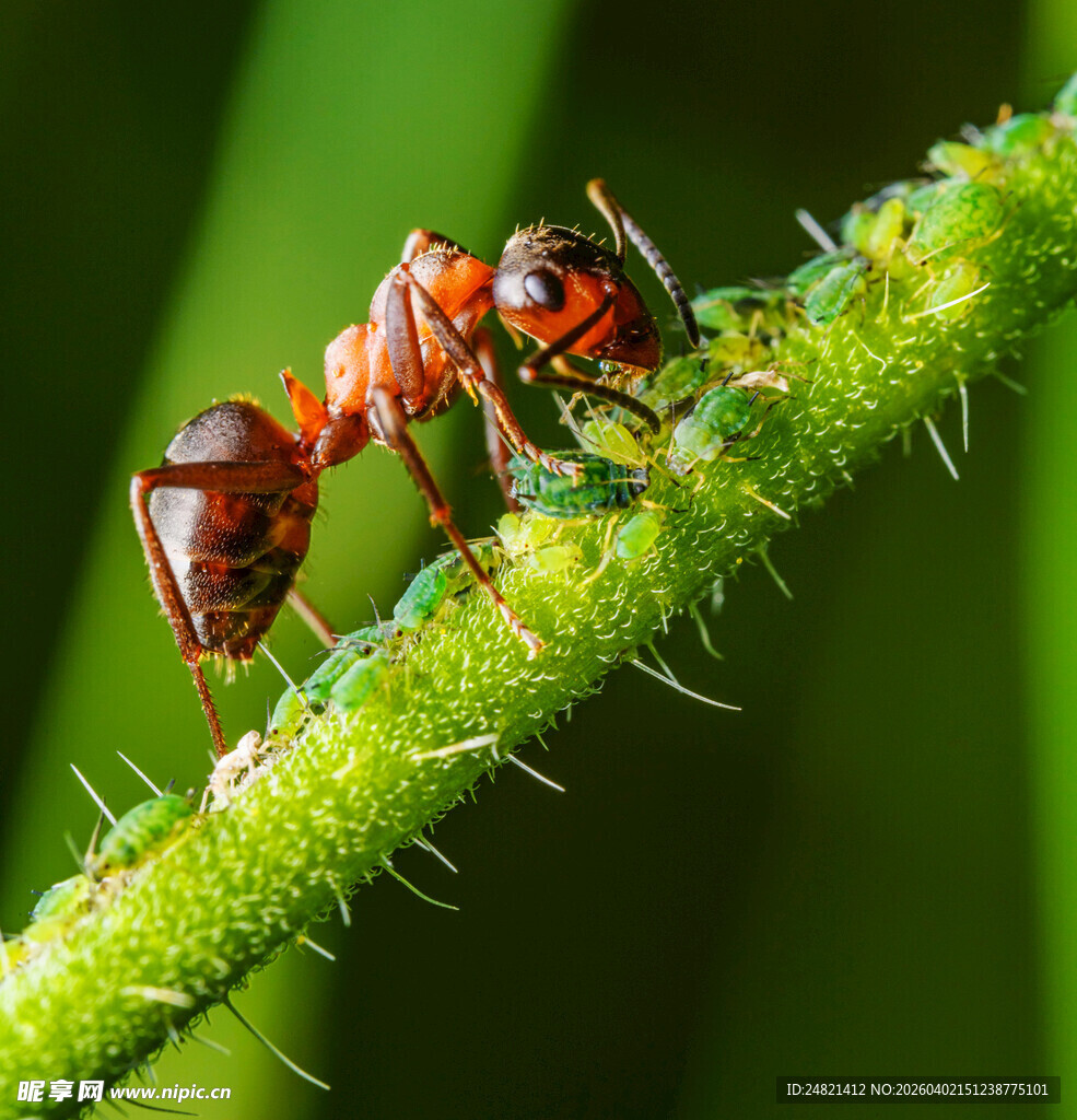 红蚂蚁攀附带刺绿植