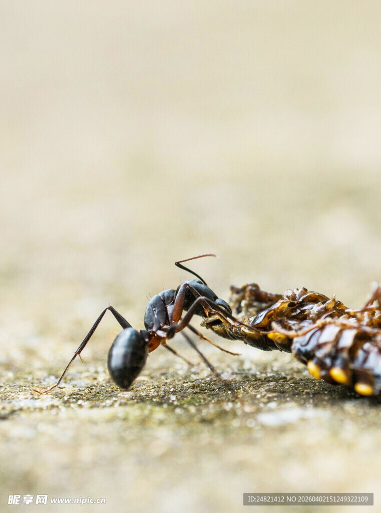 蚂蚁协作搬运食物瞬间