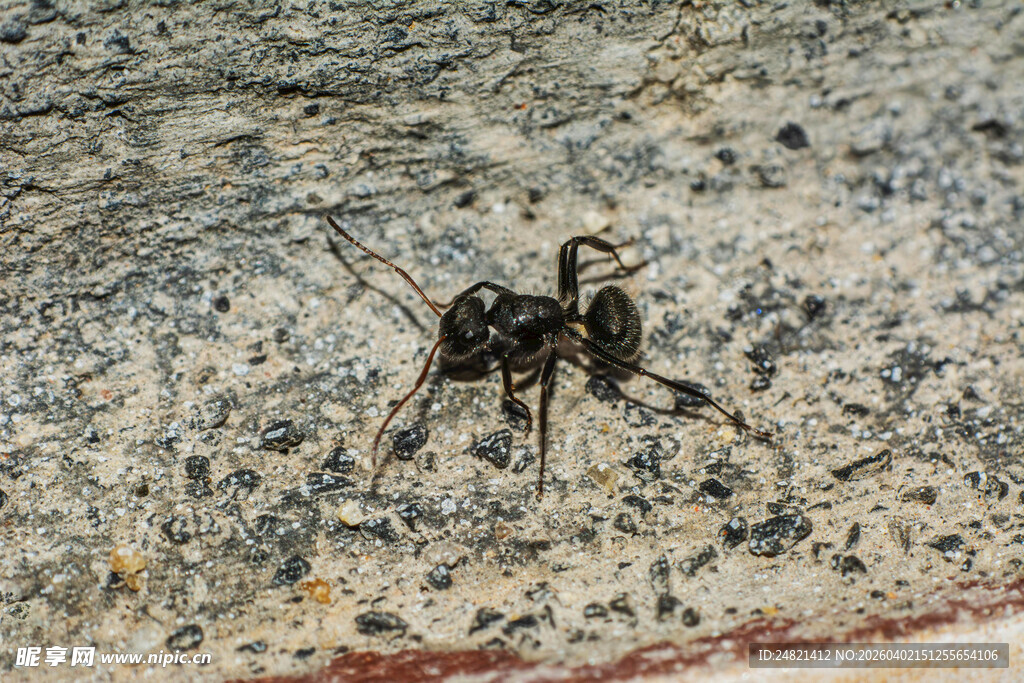 地面上的黑色蚂蚁