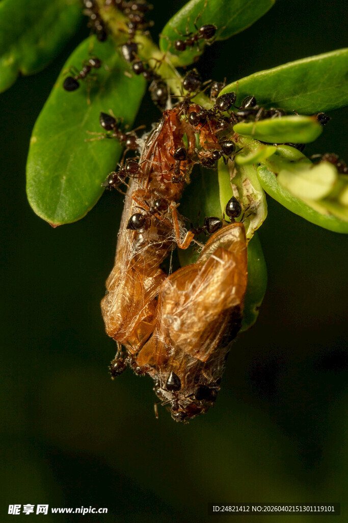枯叶伪装的奇特昆虫