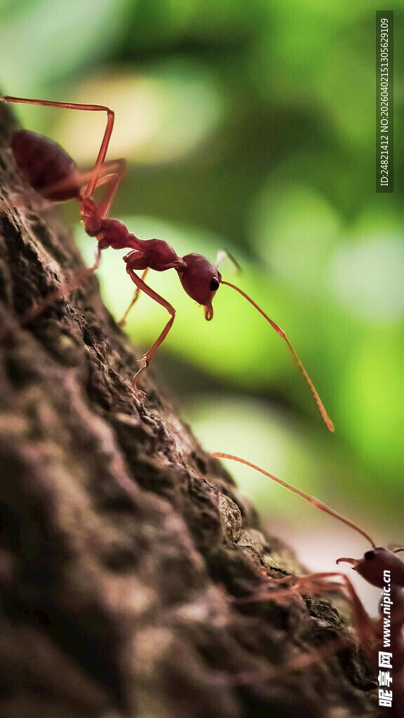 树干上的红蚂蚁