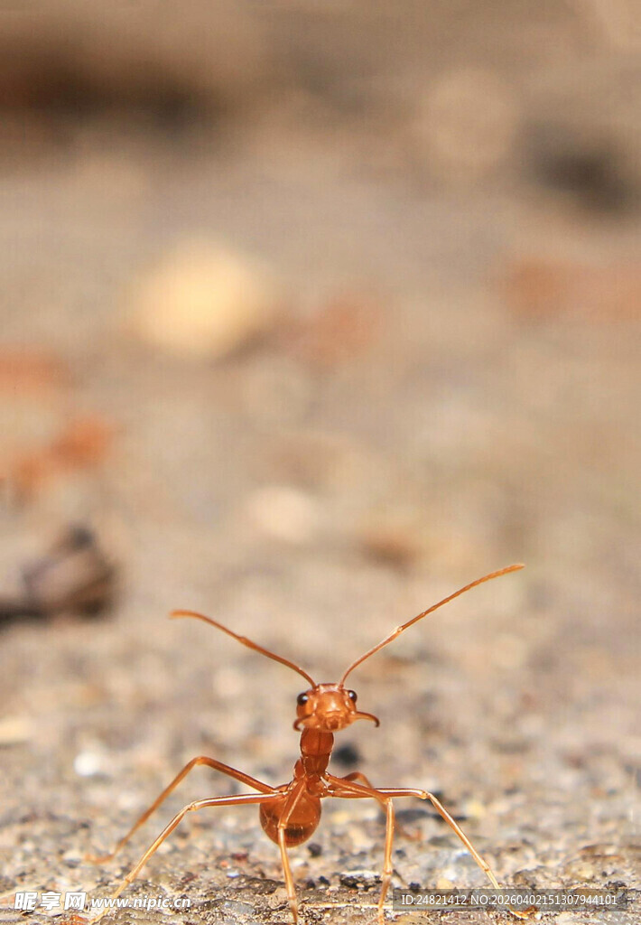 微距下的独行红蚂蚁