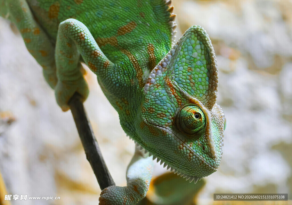 绿色变色龙特写