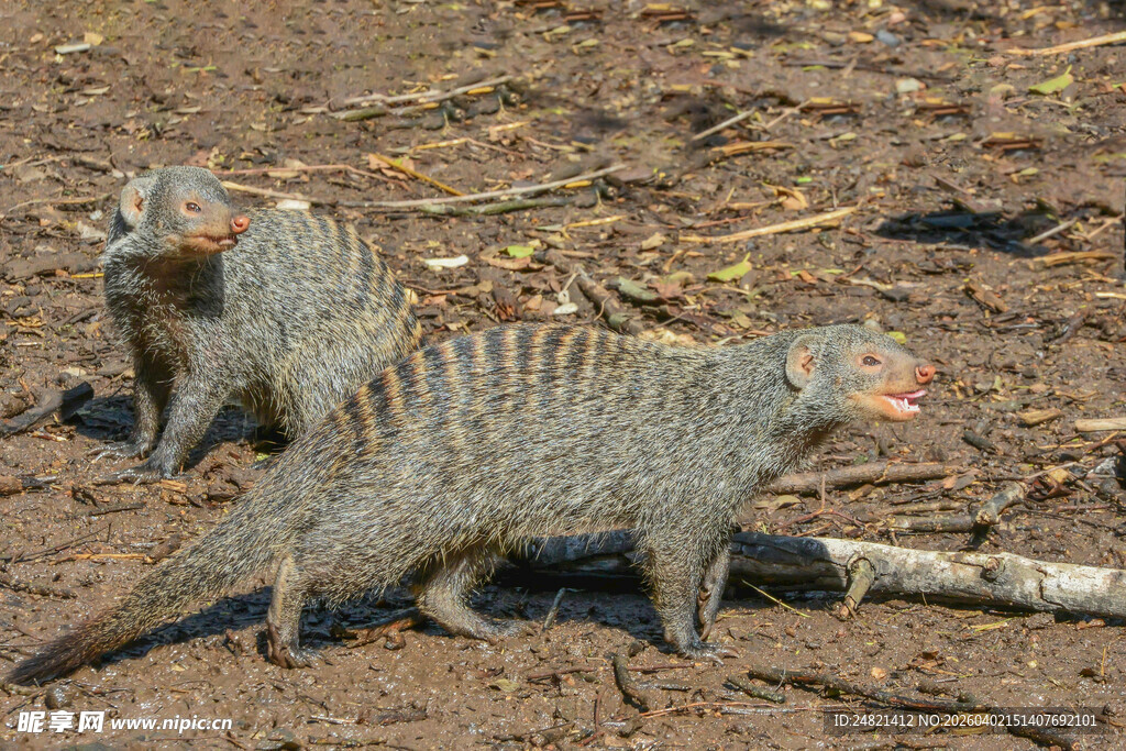 条纹獴在地面活动
