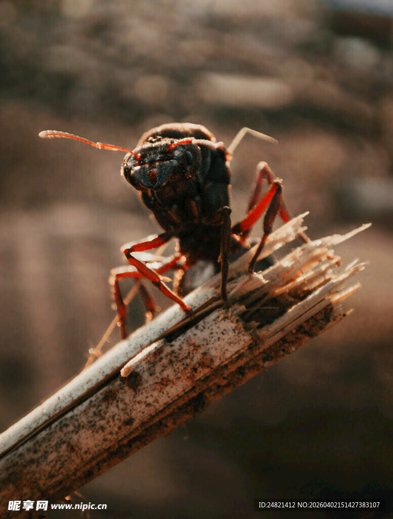 树枝上的黑红相间昆虫