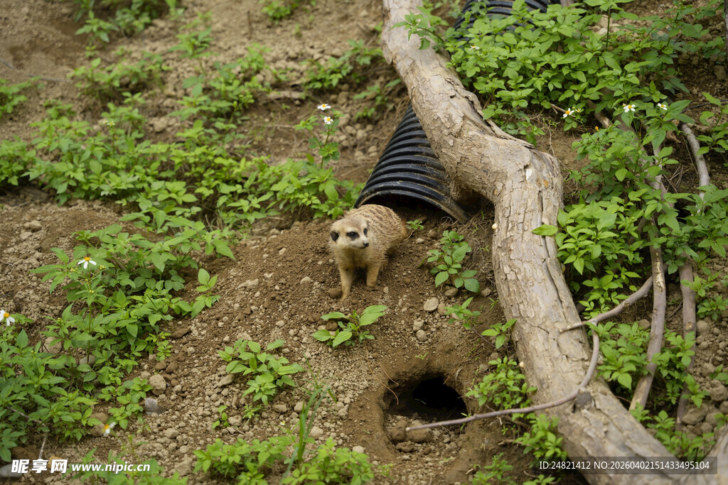 小狗在野外洞穴旁的场景
