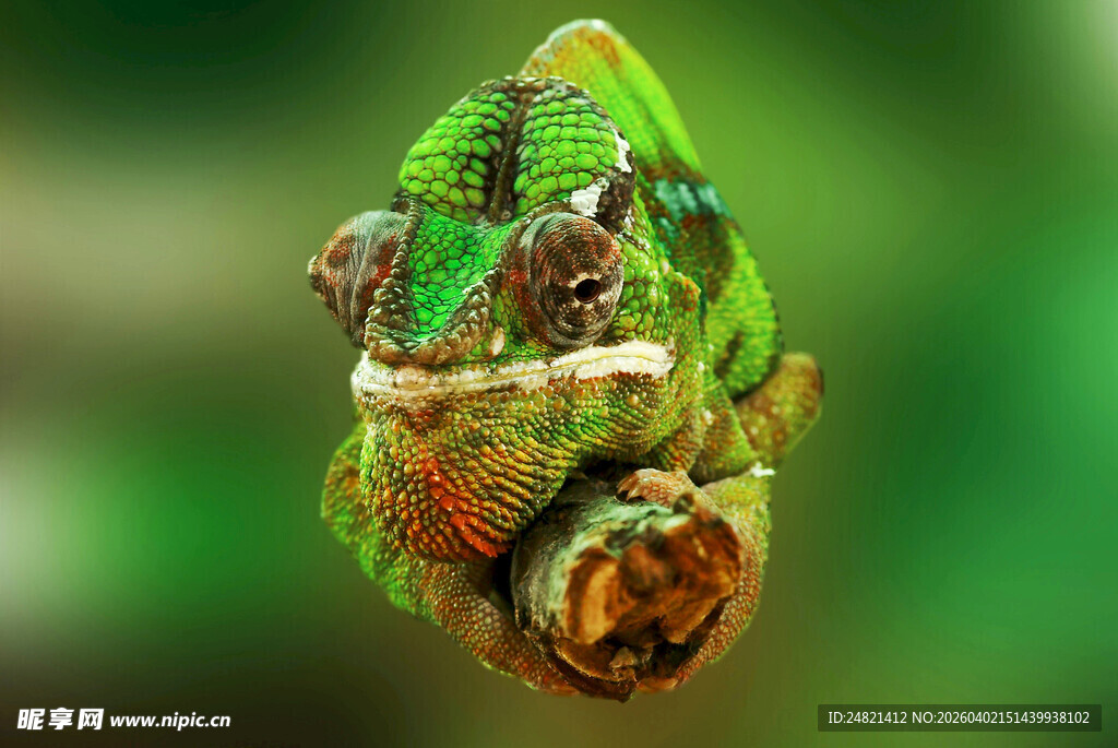 多彩变色龙特写