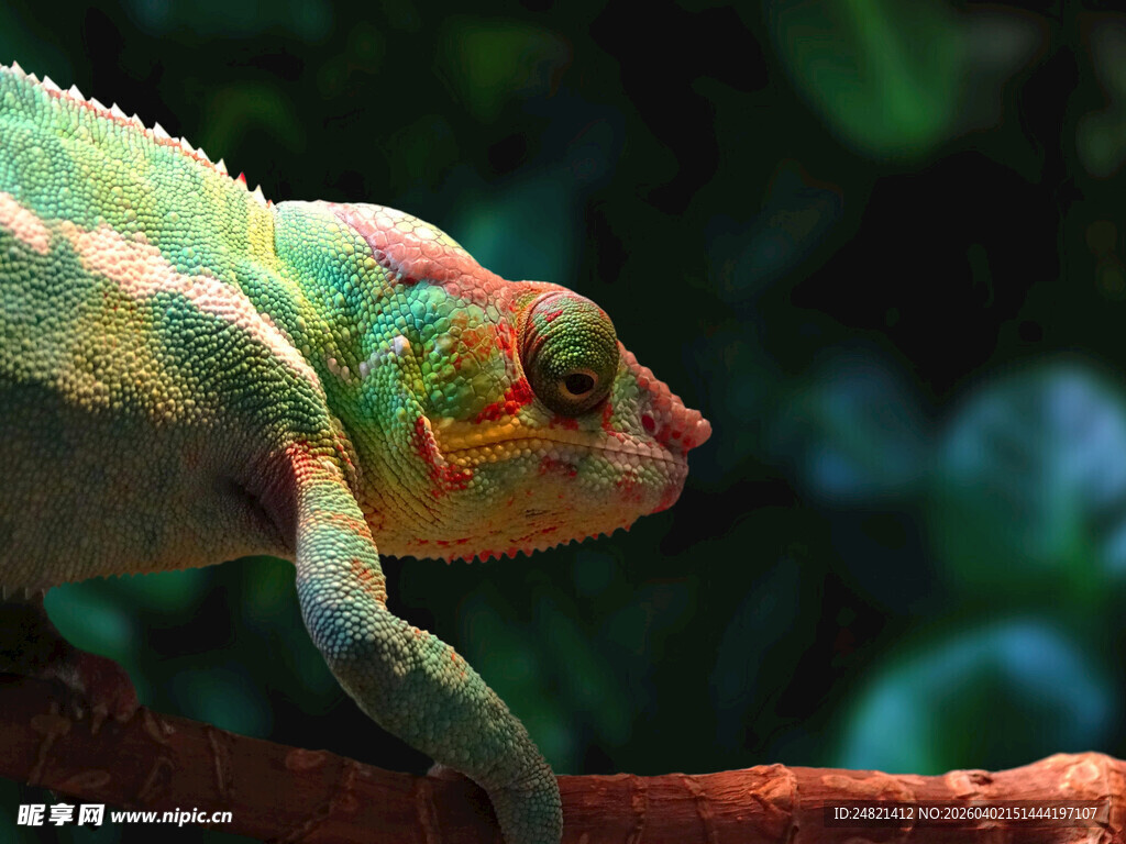 多彩变色龙栖息于树枝
