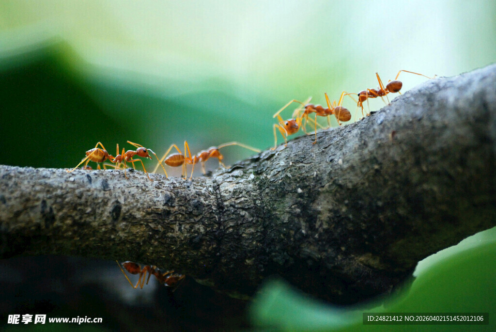 树枝上的蚂蚁群