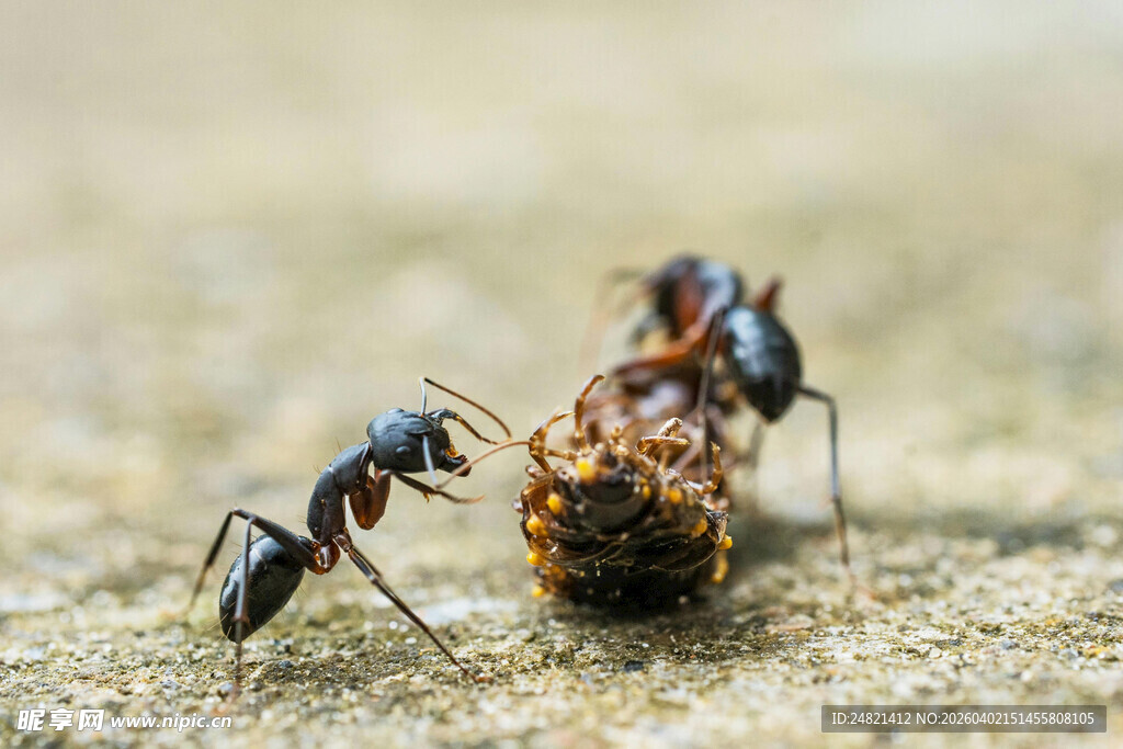 蚂蚁合力搬运食物