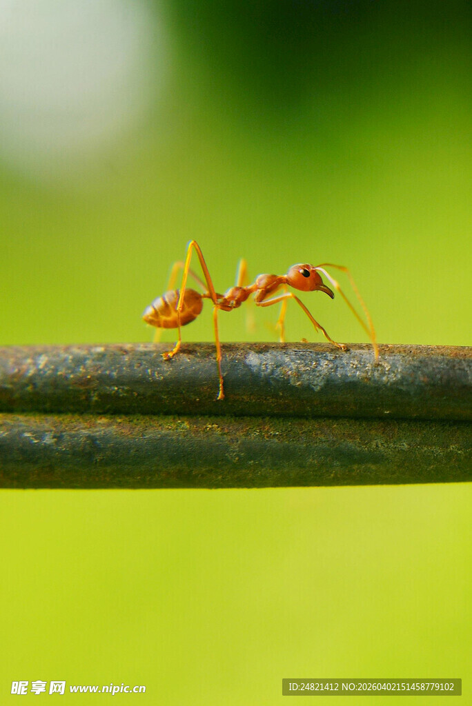 红蚂蚁在杆上的微观瞬间