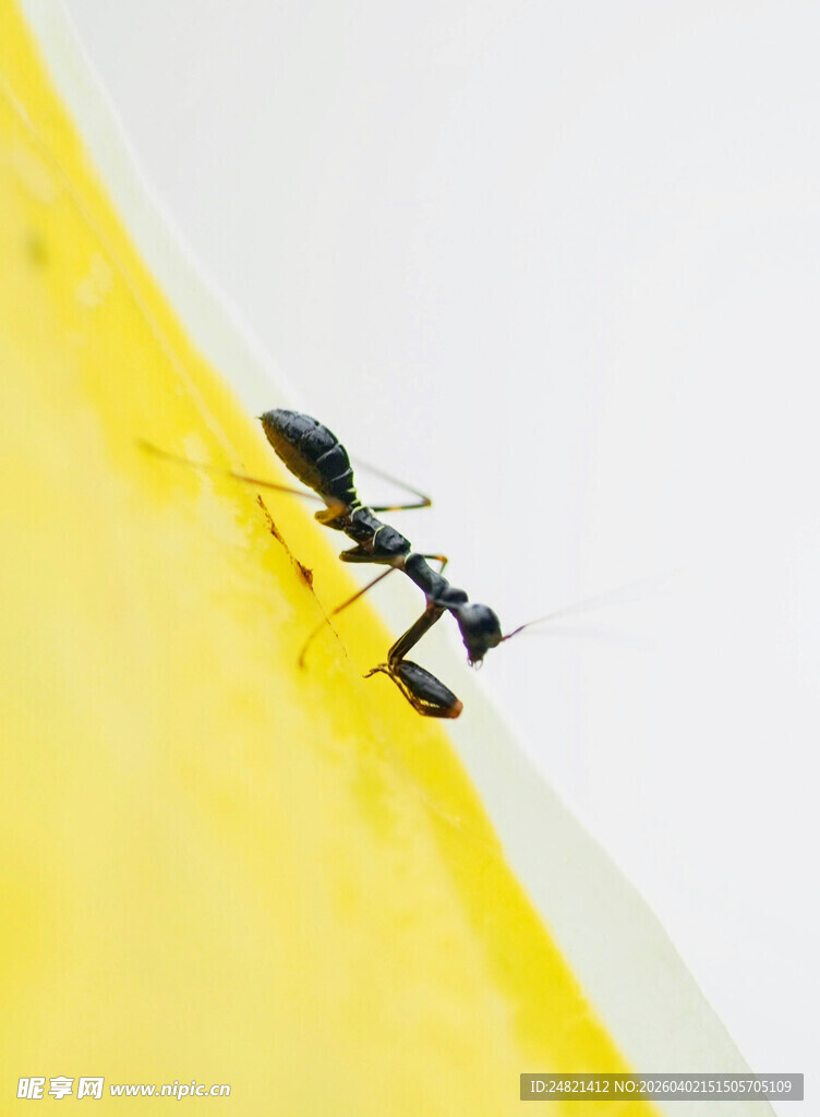 黄面上的两只蚂蚁