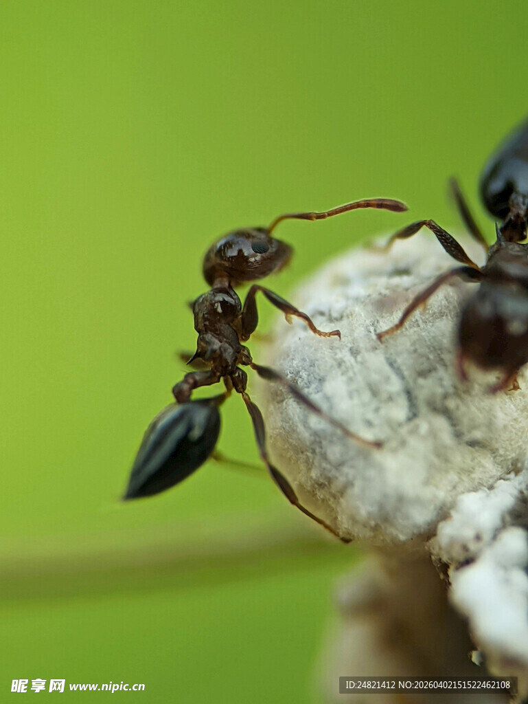 微距下的黑色蚂蚁特写