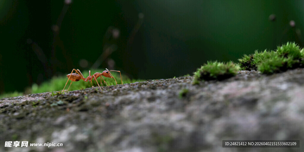 岩石上的多彩小昆虫