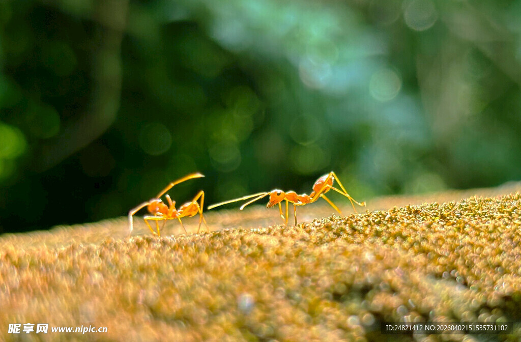 草地上的小黄蚂蚁