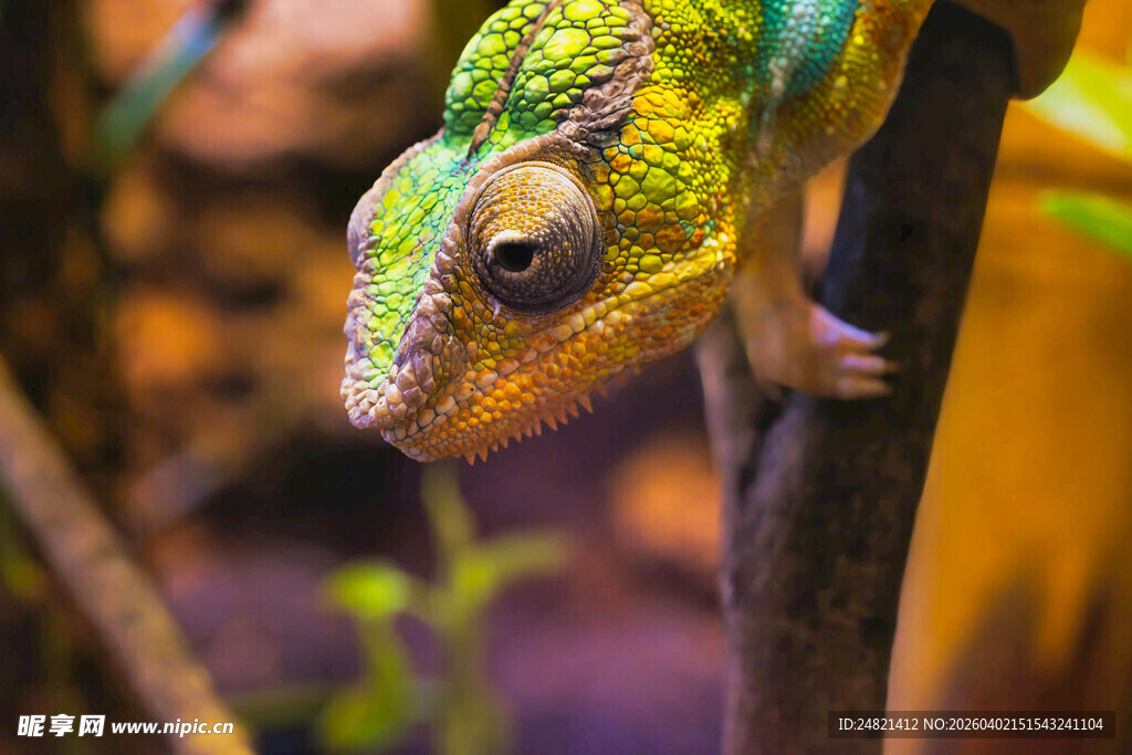 栖息树枝的多彩变色龙