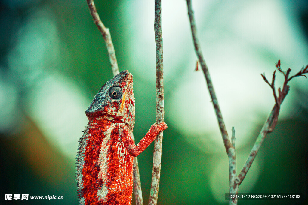 树枝上的多彩变色龙