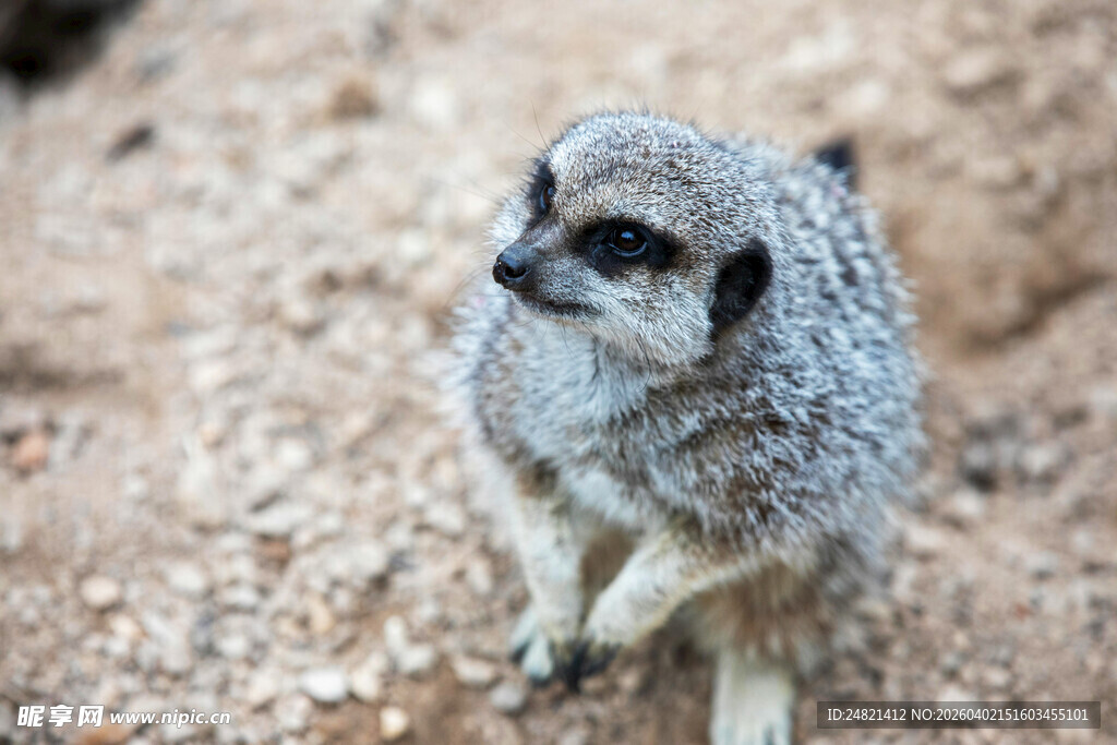 可爱狐獴站立于沙石间
