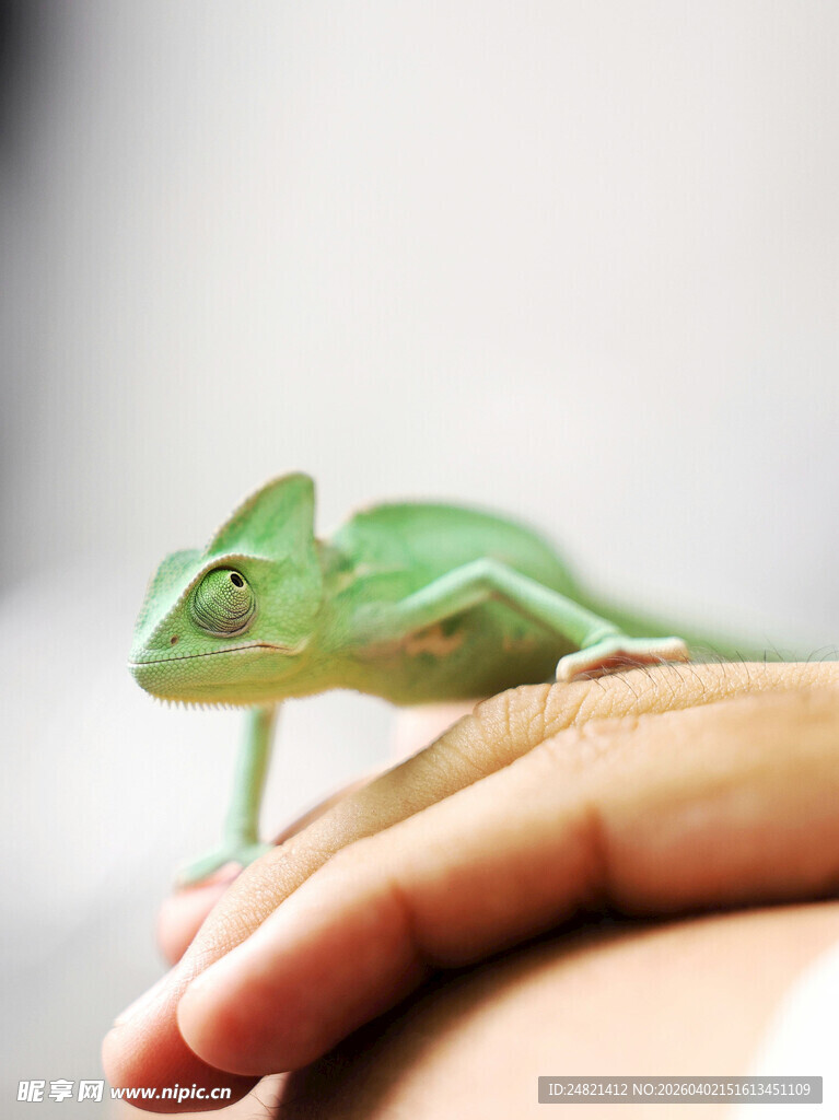 手掌上的绿色变色龙