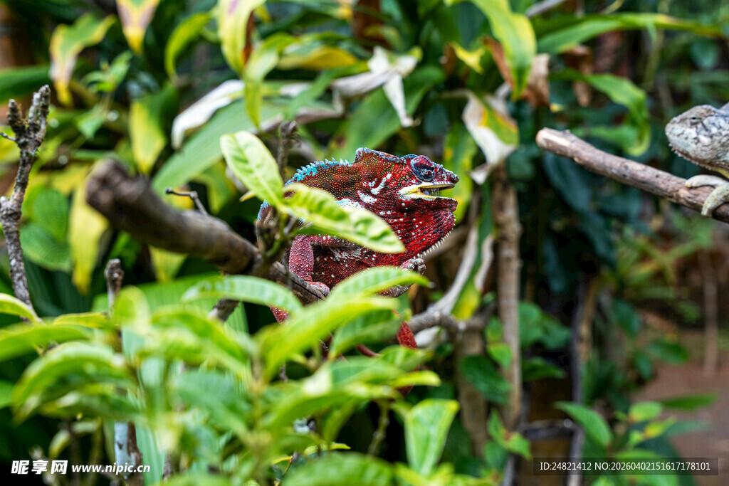 绿叶间的多彩蛙