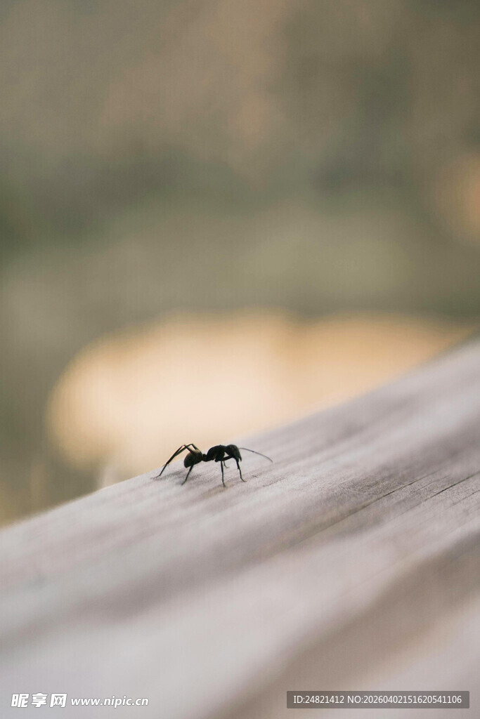 木板上的蚂蚁