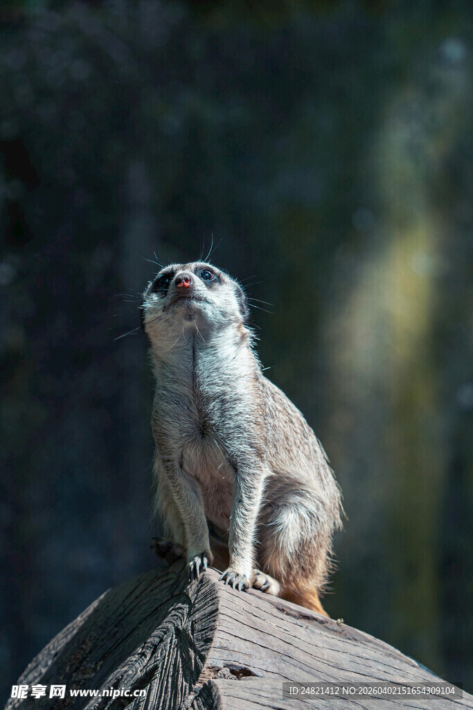 狐獴站在木头上眺望