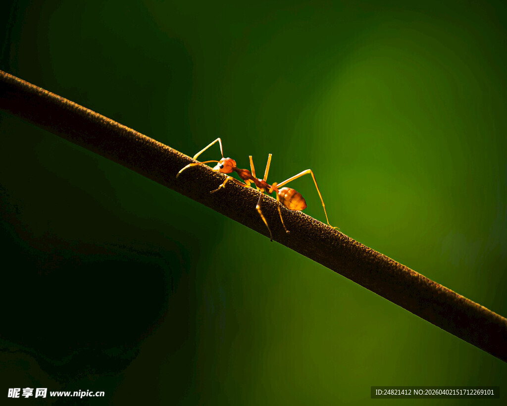 树枝上的橙色蚂蚁