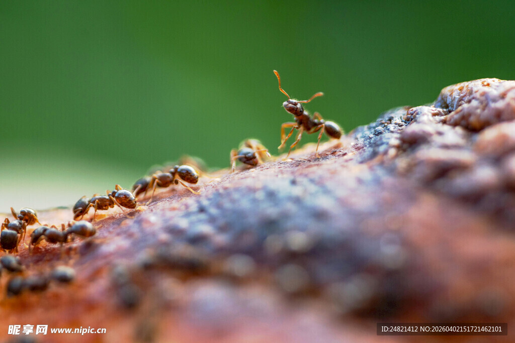 蚂蚁群聚于物体上的瞬间