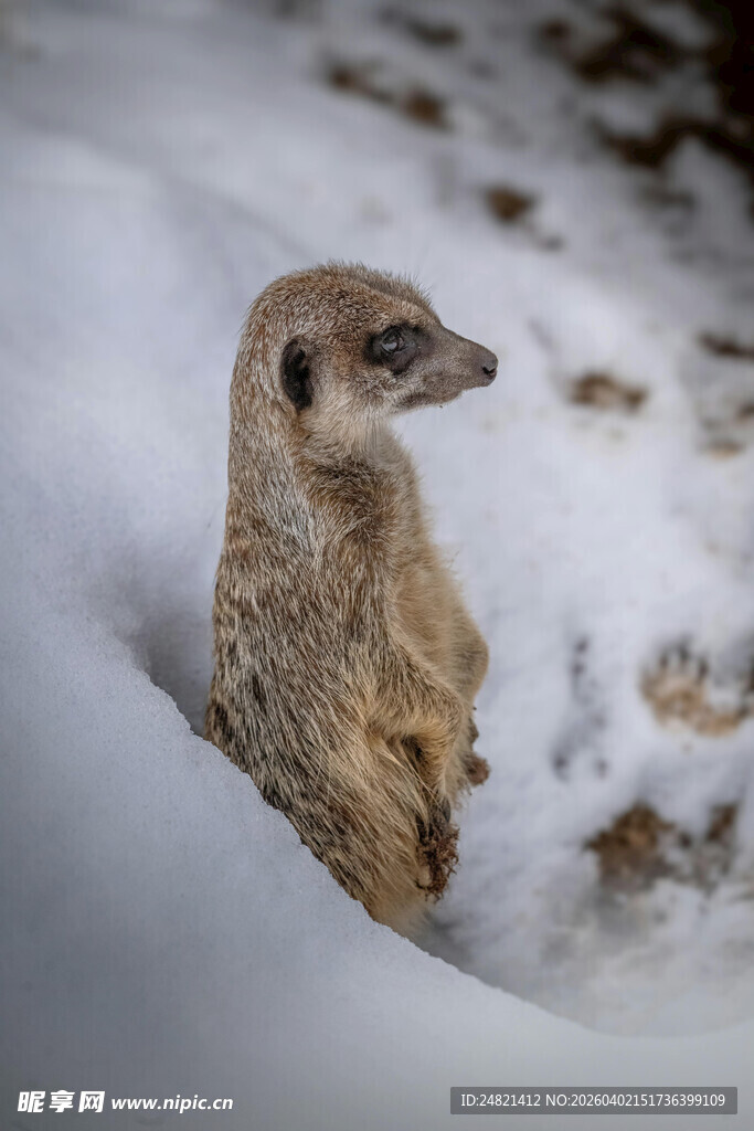 雪地中的猫鼬