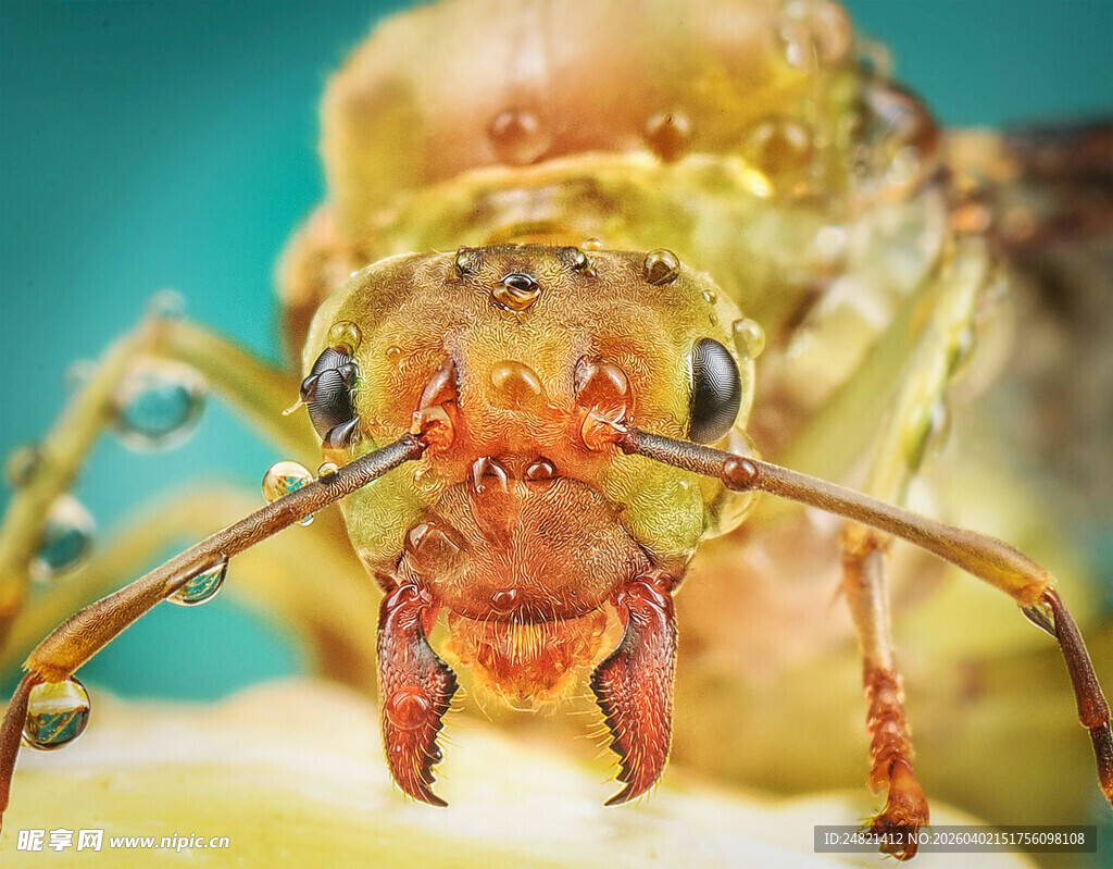 微距下的奇特昆虫头部