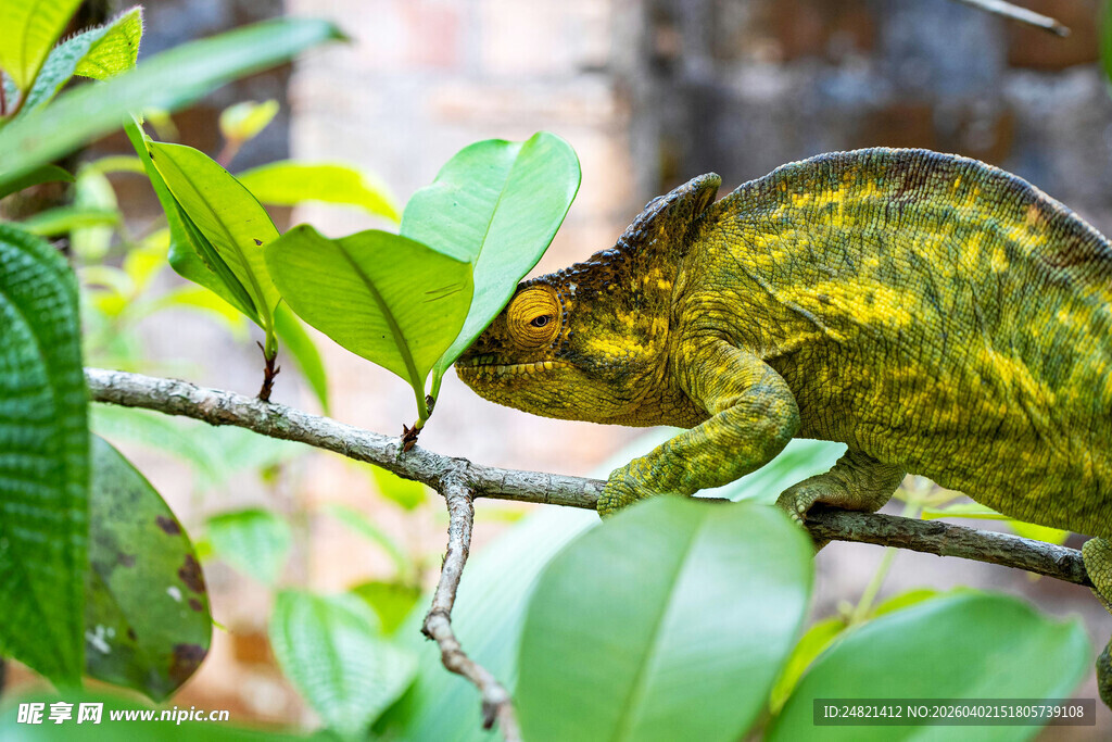 树枝上的变色蜥蜴