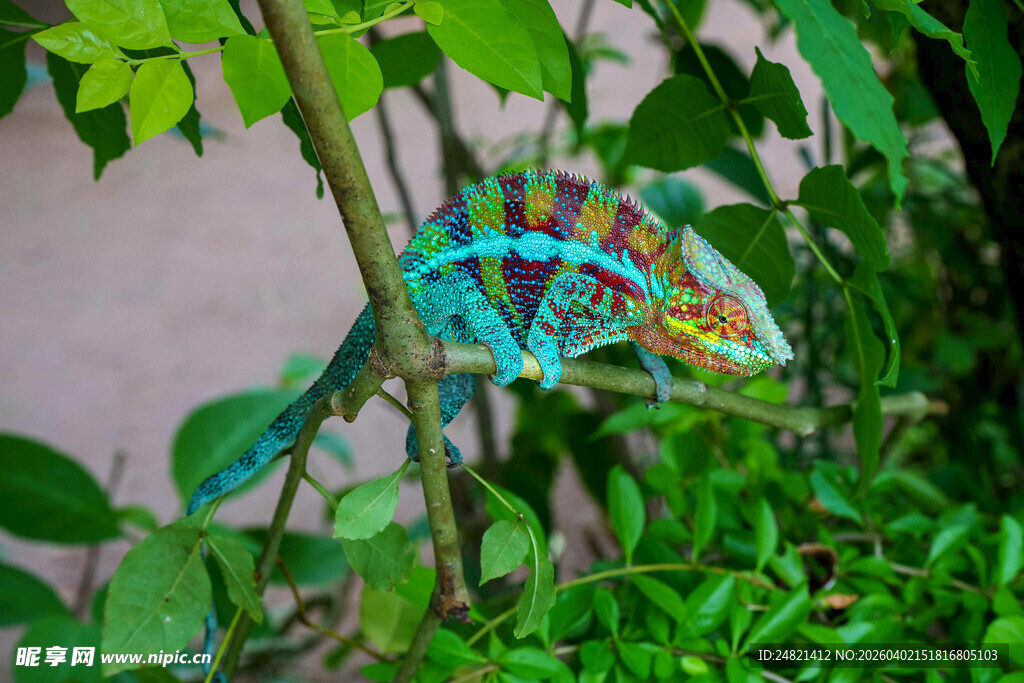 多彩变色龙栖息绿植间