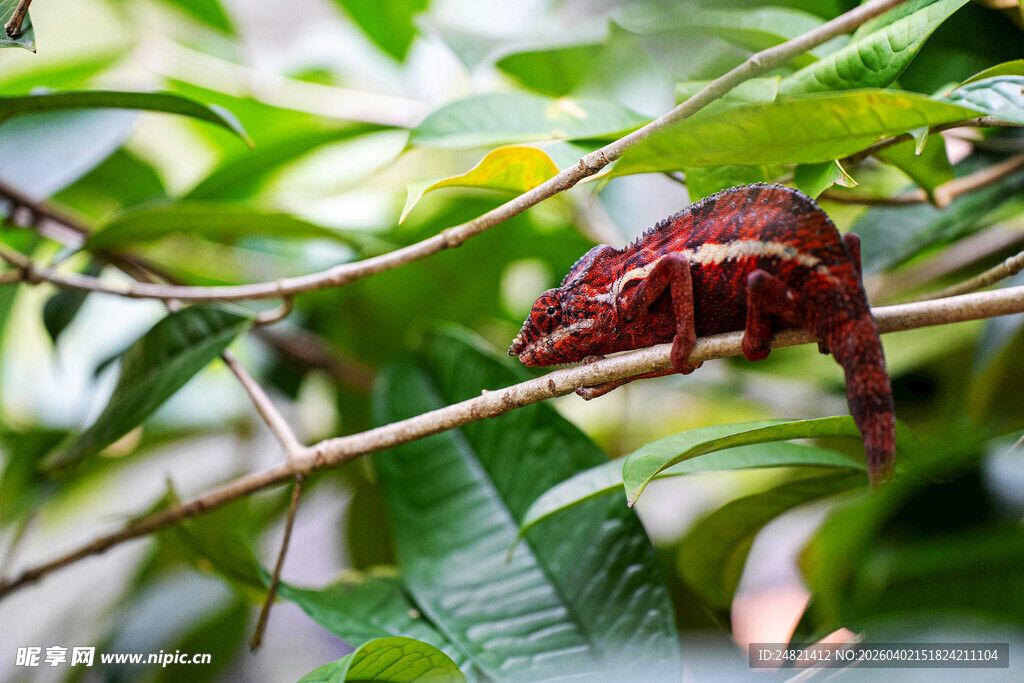 树枝上的红色变色龙