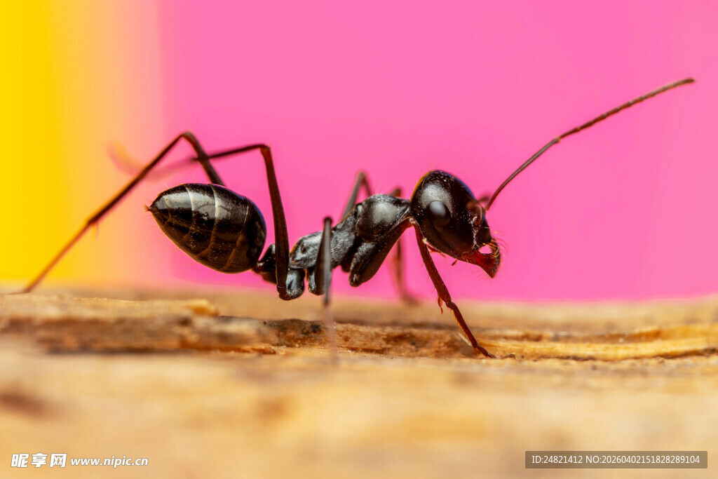 黑色蚂蚁特写