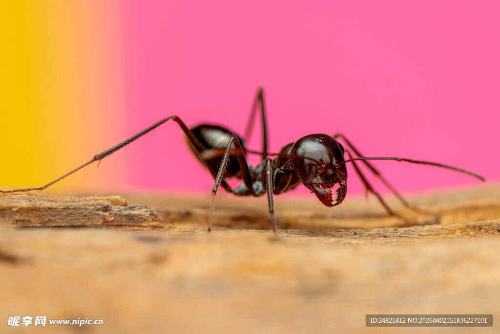 黑色蚂蚁于木头上觅食