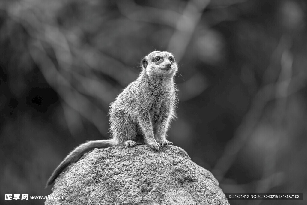 岩石上的警觉猫鼬