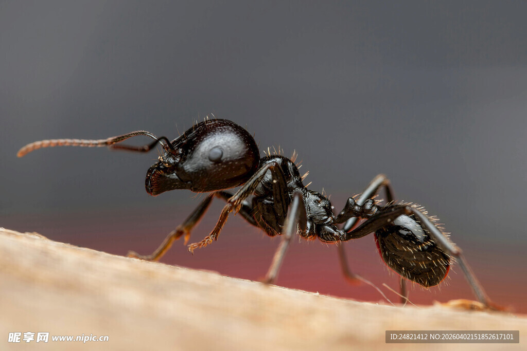 微距下的黑色蚂蚁