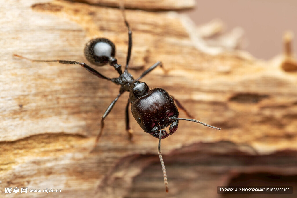木头上的黑色蚂蚁