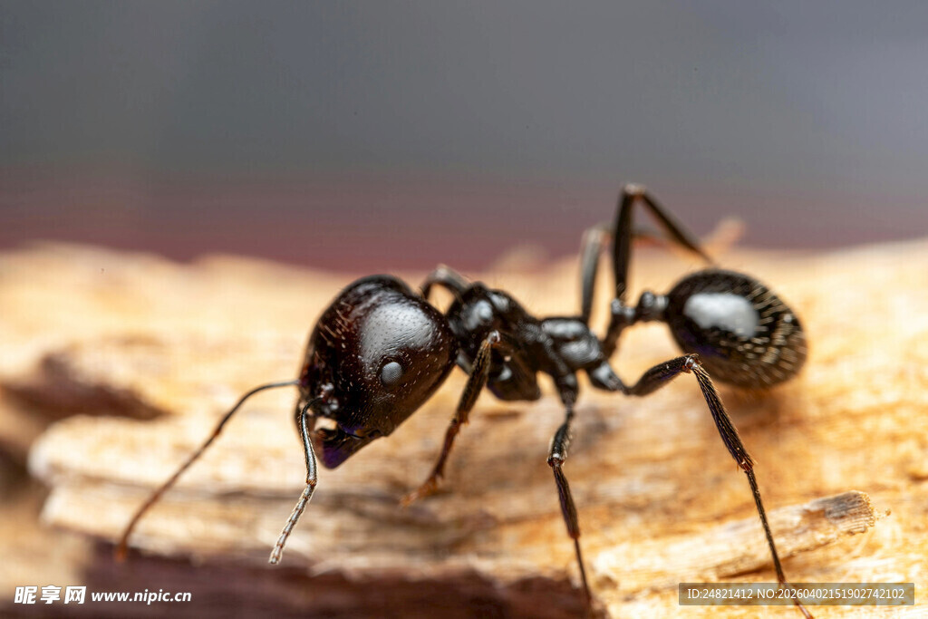 黑色蚂蚁特写