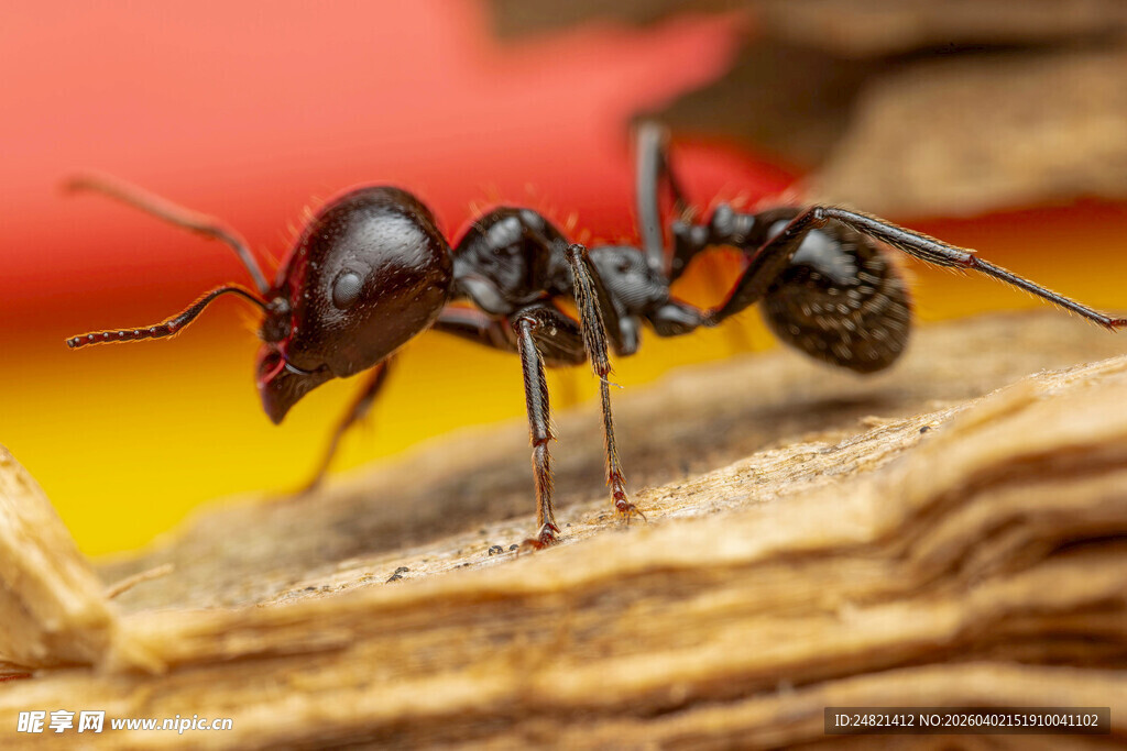微距下的黑色蚂蚁