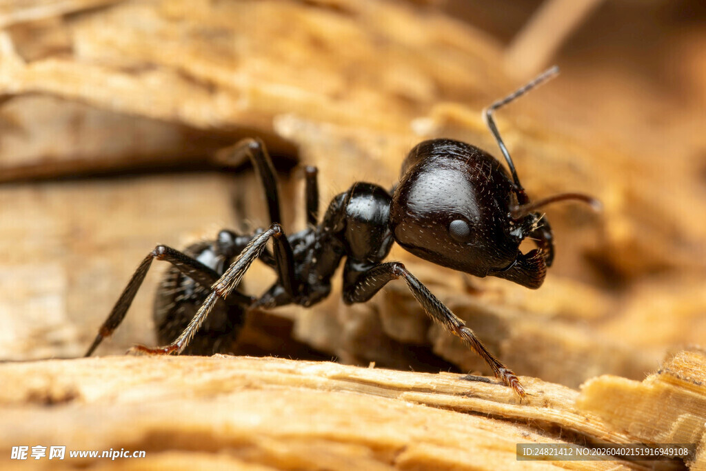 黑色蚂蚁特写