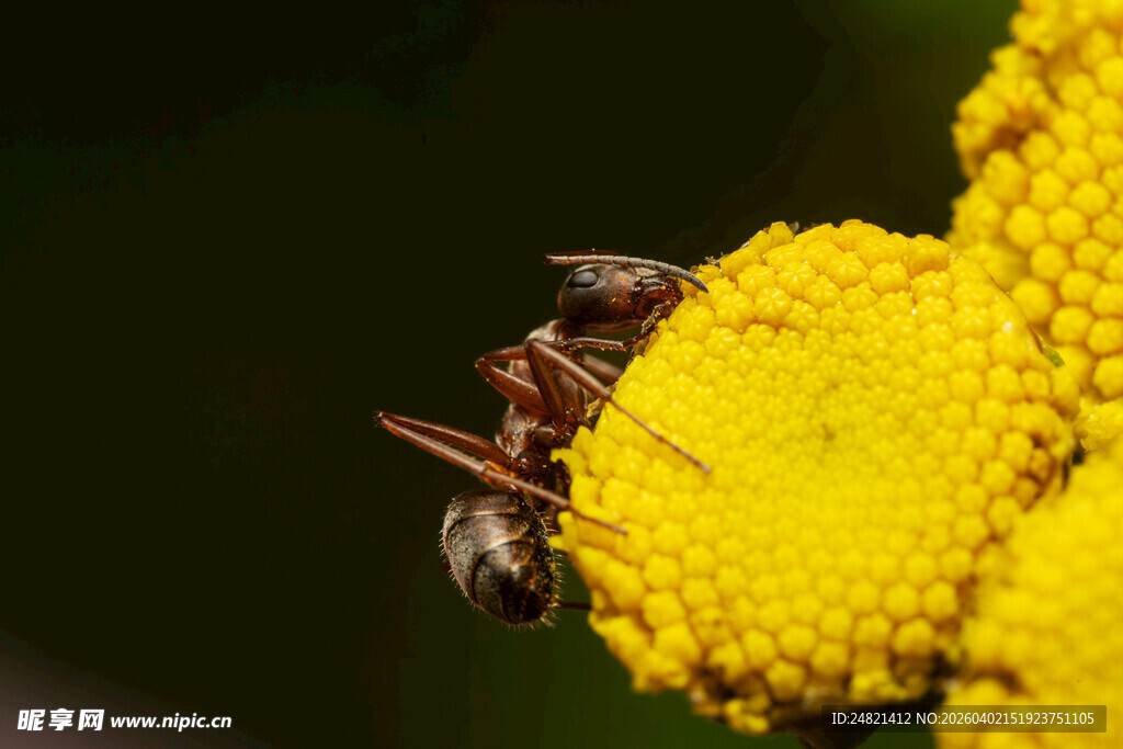 蜜蜂栖息于黄色花朵上
