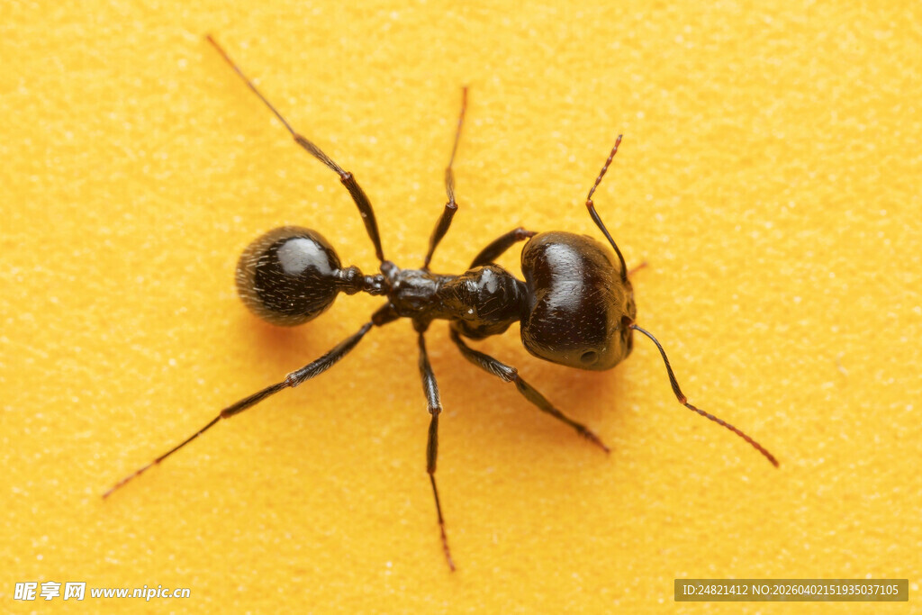 黄色背景上的黑色蚂蚁