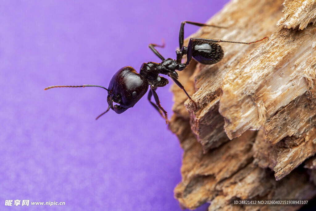 黑色蚂蚁攀爬在木头上